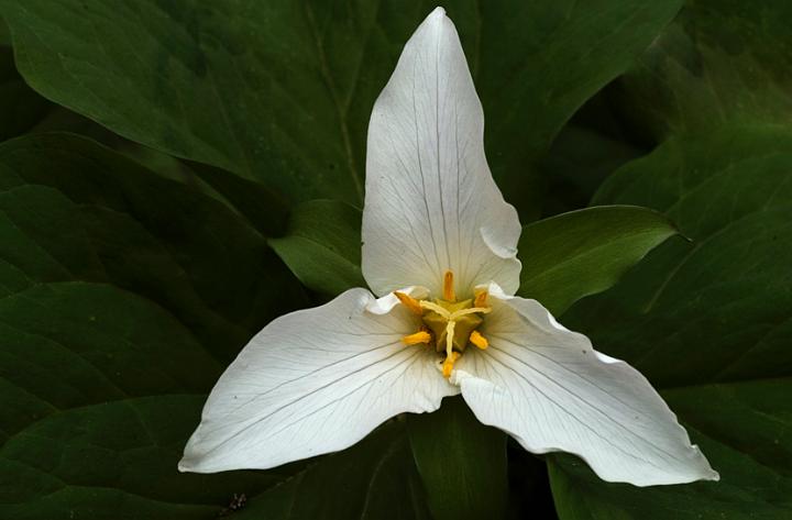 Trillium, Trillium ovatum.jpg